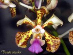 Vanda tricolor.jpg