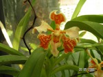 Vanda tricolor.JPG