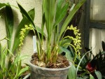 Dendrochilum abbreviatum.jpg