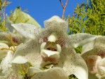 Stanhopea florida.jpg