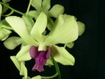 03 Dendrobium phalaenopsis.jpg