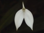 Masdevalia coccinea var. alba.jpg