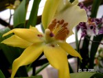 Mtssa Aztek x Miltonia Castenea.JPG