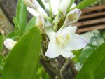 Dendrobium .hybrid 2.jpg