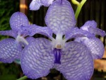 Vanda coerulea.jpg