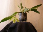 Rhyncholaelia glauca x Prosthechea citrina.JPG