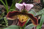 Pahiopedilum Walter Mory x Grenwich x Churchil.JPG