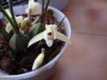 maxillaria kautskyi.jpg