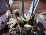 maxillaria kautskyi2.jpg