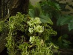 Dendrobium ophioglossum.jpg