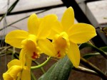 Slc.Little Fairy Yelow Hydrangea.jpg