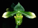 Paph. venustum f. measuresianum.jpg