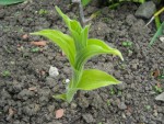 Cypripedium Reginae.jpg