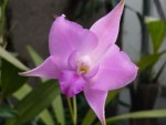 Laelia furfuracea.jpg