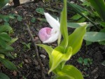 Cypripedium R..jpg