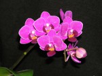 Phalaenopsis_mini.JPG