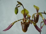 Paph. lowii4.JPG