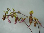 Paph. lowii6.JPG