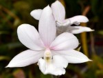 Calanthe Sedenii Harrisii.jpg