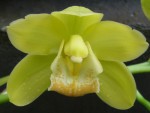 Cymbidium .hyb 1.jpg