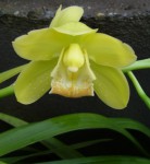 Cymbidium .hyb 2.jpg