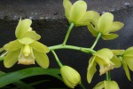 Cymbidium .hyb 3.jpg