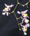 Oncidium. ornithorhynchum 4.JPG