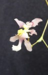 Oncidium.ornithorhynchum 1.JPG