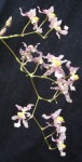 Oncidium. ornithorhynchum 3.JPG