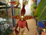 Odontoglossum Golden Nugett.jpg