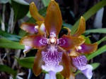 Odontoglossum. wyattianum.jpg