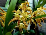 Odontoglossum. praestans podzimní kvetení.jpg