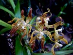 Odontoglossum praestans současný květ.jpg