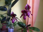 1.1.2011 001.JPG