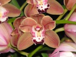 Cymbidium midi.JPG