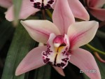 Cymbidium Showgirl Malibu.JPG