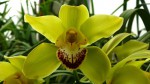 Cymbidium Barcelona Magic Wand.jpg