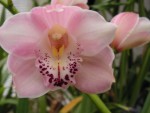 Cymbidium Malagesi Sonata.JPG