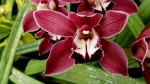 Cimbidium Rodkobb.jpg