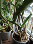dendrobium.jpg