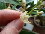 dendrobium2.jpg