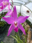 Laelia gouldiana.JPG