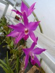 Laelia gouldiana1.JPG