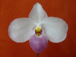 Paph. delenatii1.JPG