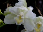 Cymbidium Mini Sarah Pearl Falls.jpg