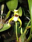 maxillaria porphyrostele.jpg