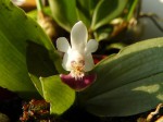 Phal. parishii.JPG