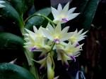 Dendrobium amethystoglossum.jpg