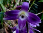 Dendrobium victoria reginae.jpg