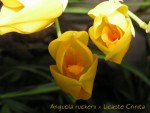 Anguloa ruckerii xLycaste crinita.jpg